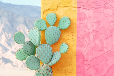 Kaktus farvevæg
