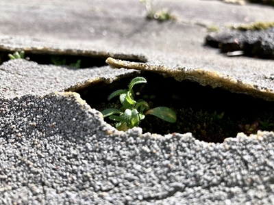 New life - flower and concrete