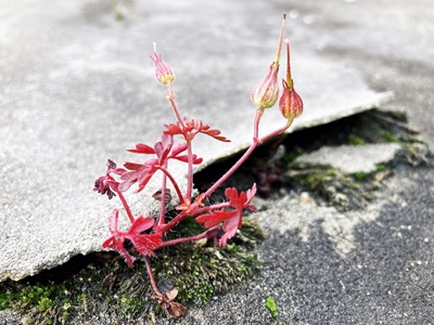 Neuanfang - Rote Blume