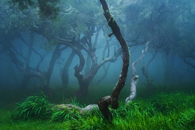 Mystisk skog