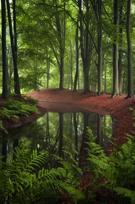 Refleksjoner i skogen