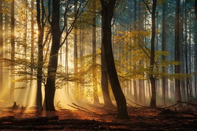 Zauberhafter Herbstwald