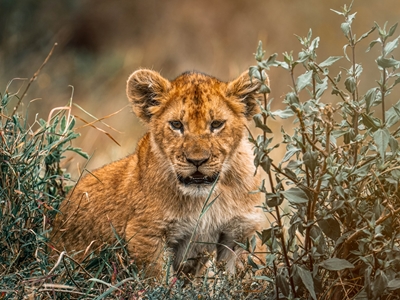 Bébé lion