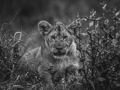 Baby Lion Black and White