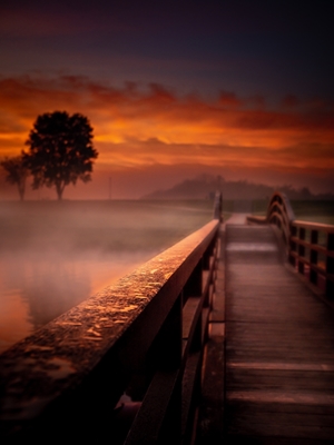 Dřevěný most, ranní rosa