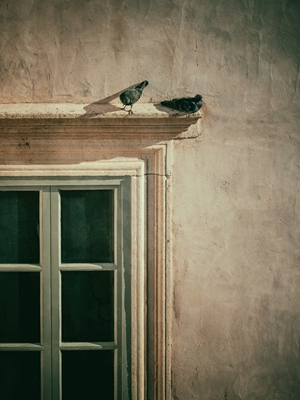 Dva holubi, staré okno