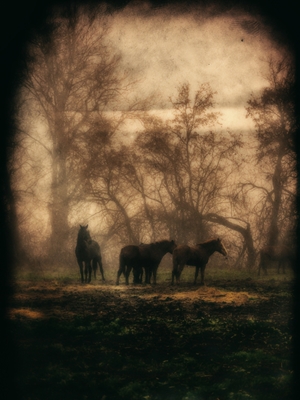 Morgengræs, fire heste