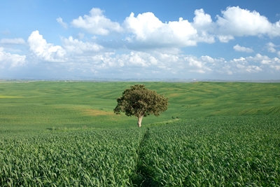Eenzame boom op een groen gebied 
