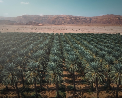 Oaza palm daktylowych na pustyni Negev