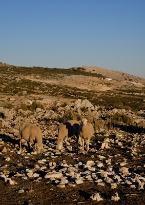 Drei glückliche Schafe