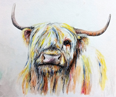Krowa rasy Highland