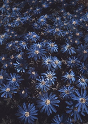 Flores azuis como a noite