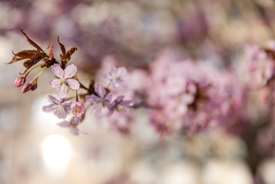 Cerisier en fleurs au soleil printanier