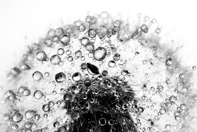 waterdrop dandelion