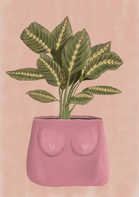 Calathea with boobie plant pot