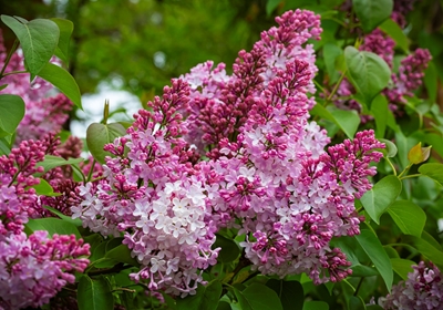 A very old lilac