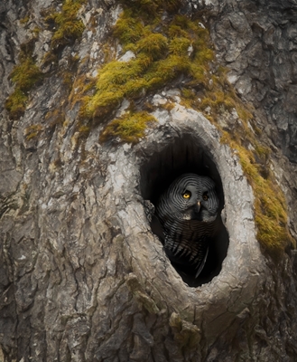 Owl in fairytale tree