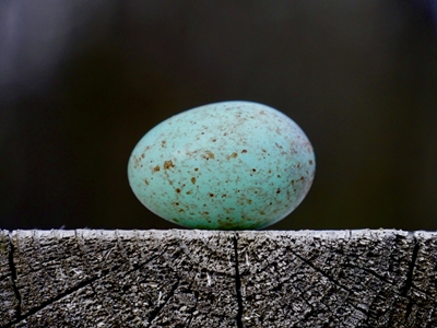Un œuf printanier