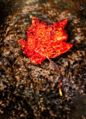 Czerwony liść.