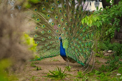 Peacock of Sao Jorge