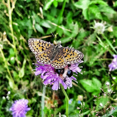 Schmetterling auf Blume