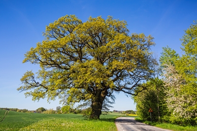 The Oak, symbol for savings