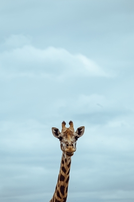 Giraffporträtt i Safari