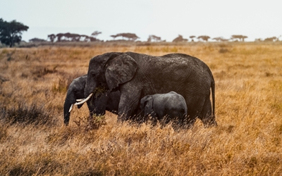 Famille d’éléphants dans le Serengeti