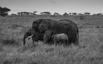 Famille d’éléphants B&W