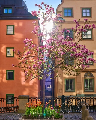Manolienbaum in der Altstadt