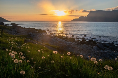 Hoddevika flowers in sunset