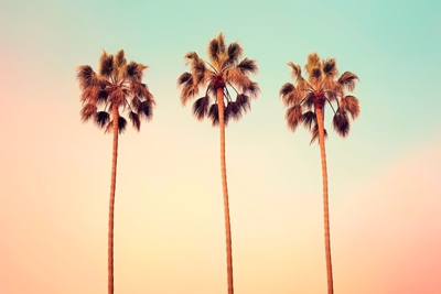 Ikoniska palmer L.A
