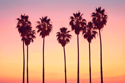 Palmy při západu slunce v Malibu