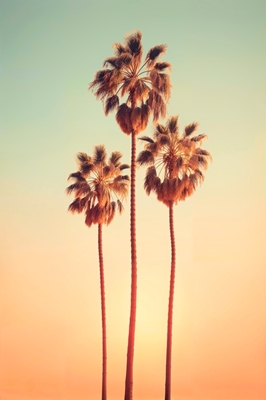 Sunrise Palms