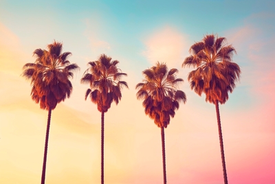 L.A Auringonlaskun palmut