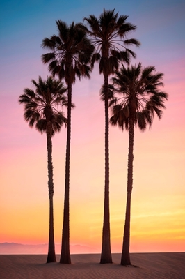 Rannan auringonlaskun palmut
