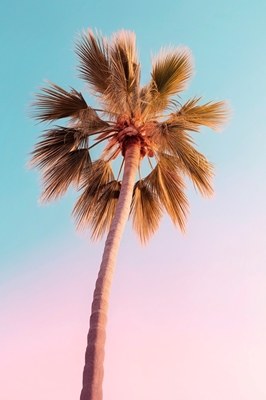 Hollywood Palm Tree