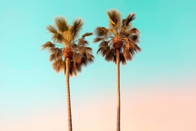 Benátské palmy