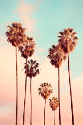 Westwood Palm Trees