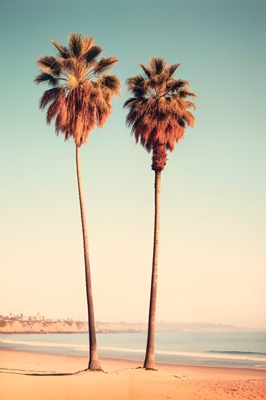 Plážové palmy Sunset Beach