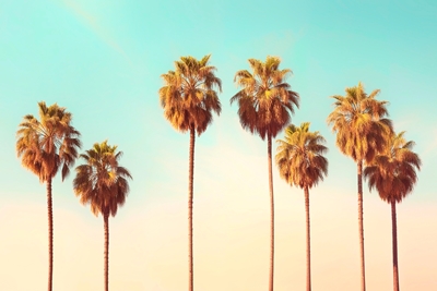 Hollywoodské palmy