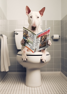 Bull Terrier Inglês no vaso sanitário