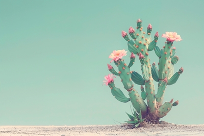 Flores de Cactus II