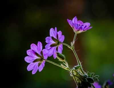 Small purple flowers 