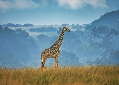Giraf på savannen.