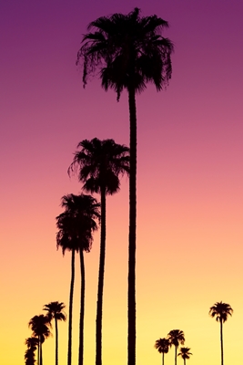 Auringonlaskun palmuja