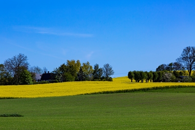 Žlutá a zelená ve Skåne 