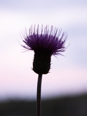 The thistle