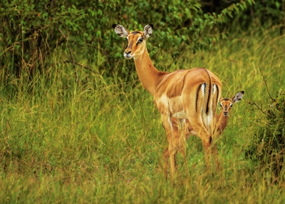 Impala s mládětem