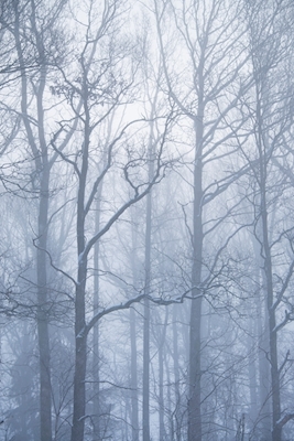 Forêt d’hiver 1